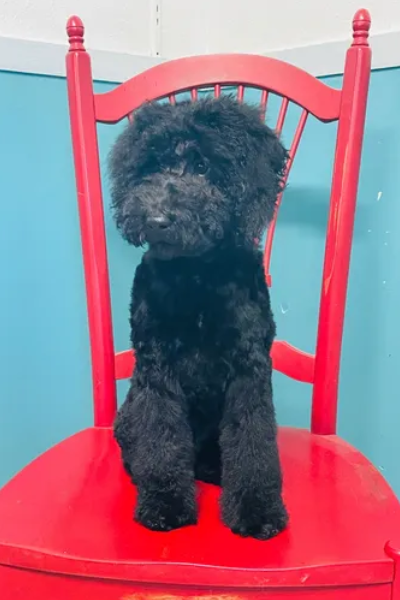 a blag dog sitting in a chair